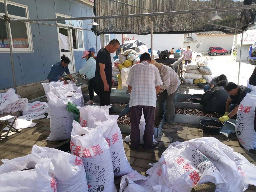 首創(chuàng)集團(tuán)丨農(nóng)民增收 鄉(xiāng)村振興!北京農(nóng)投公司啟動對口幫扶村板栗收購_